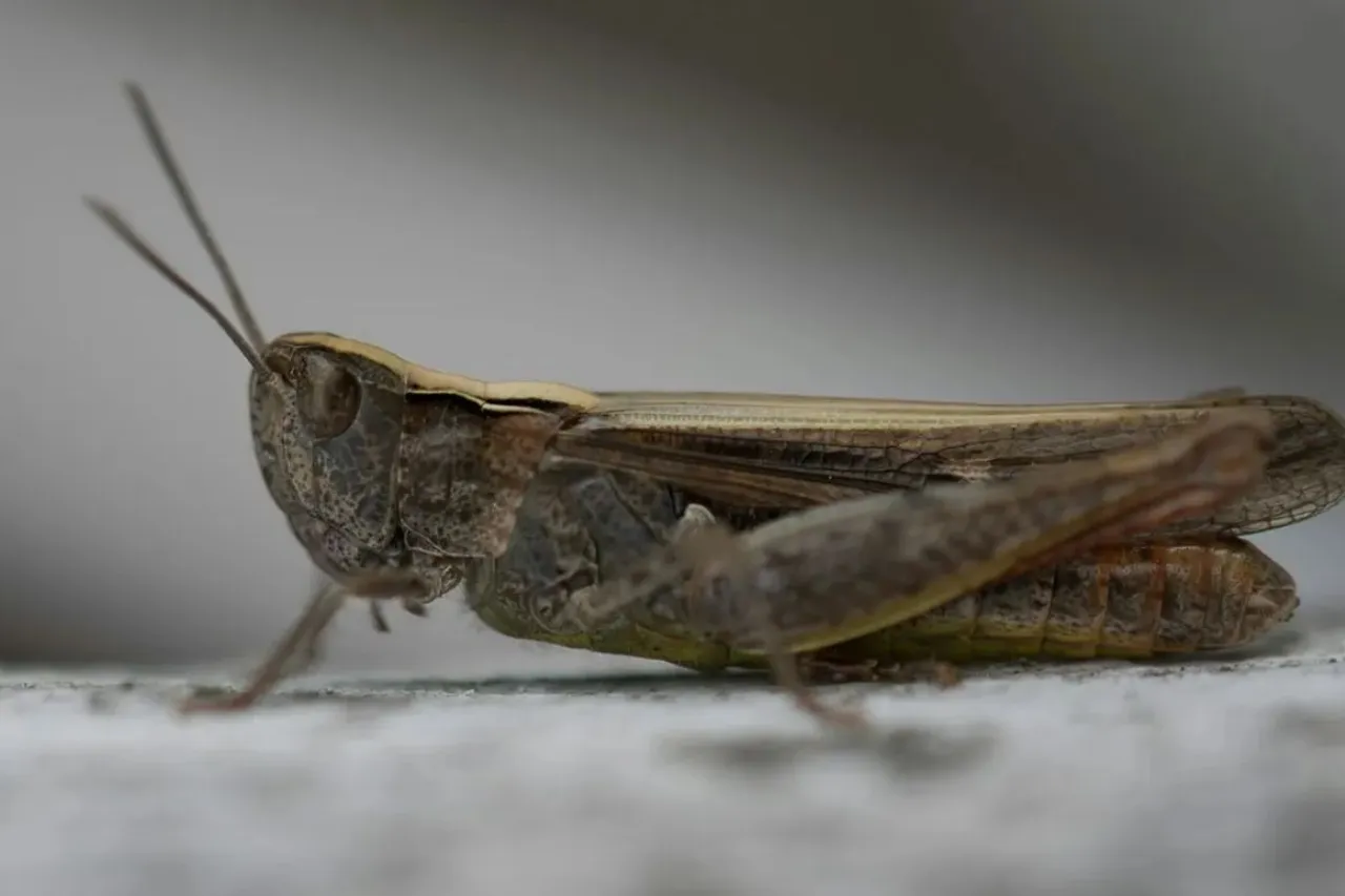 Research has shown that crickets exposed to 70 decibels of noise were 35 percent less likely to survive to adulthood than crickets found in quieter environments