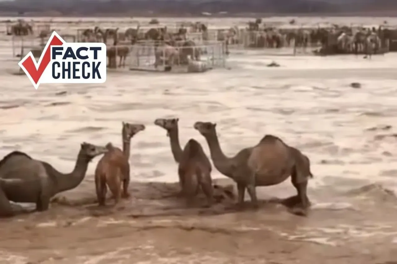 Fact check: UAE floods formed river in desert, camels drowning