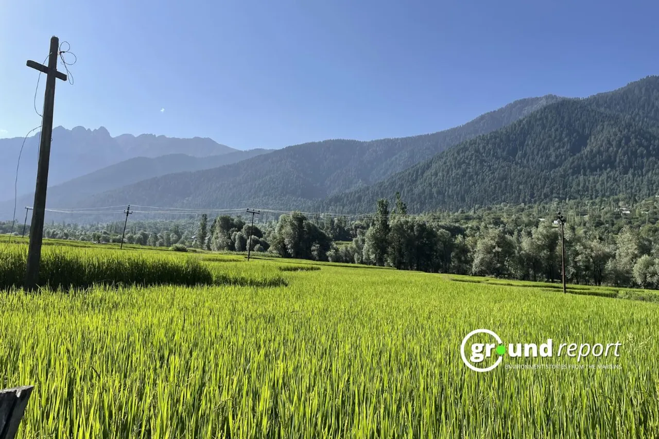 Kashmir's rice fields wither amid rising temperatures and water scarcity