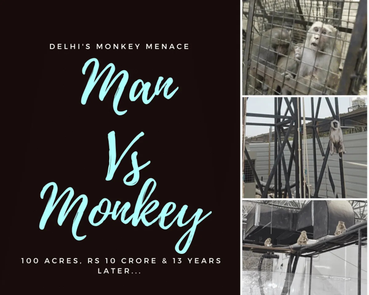 delhi' monkey problem