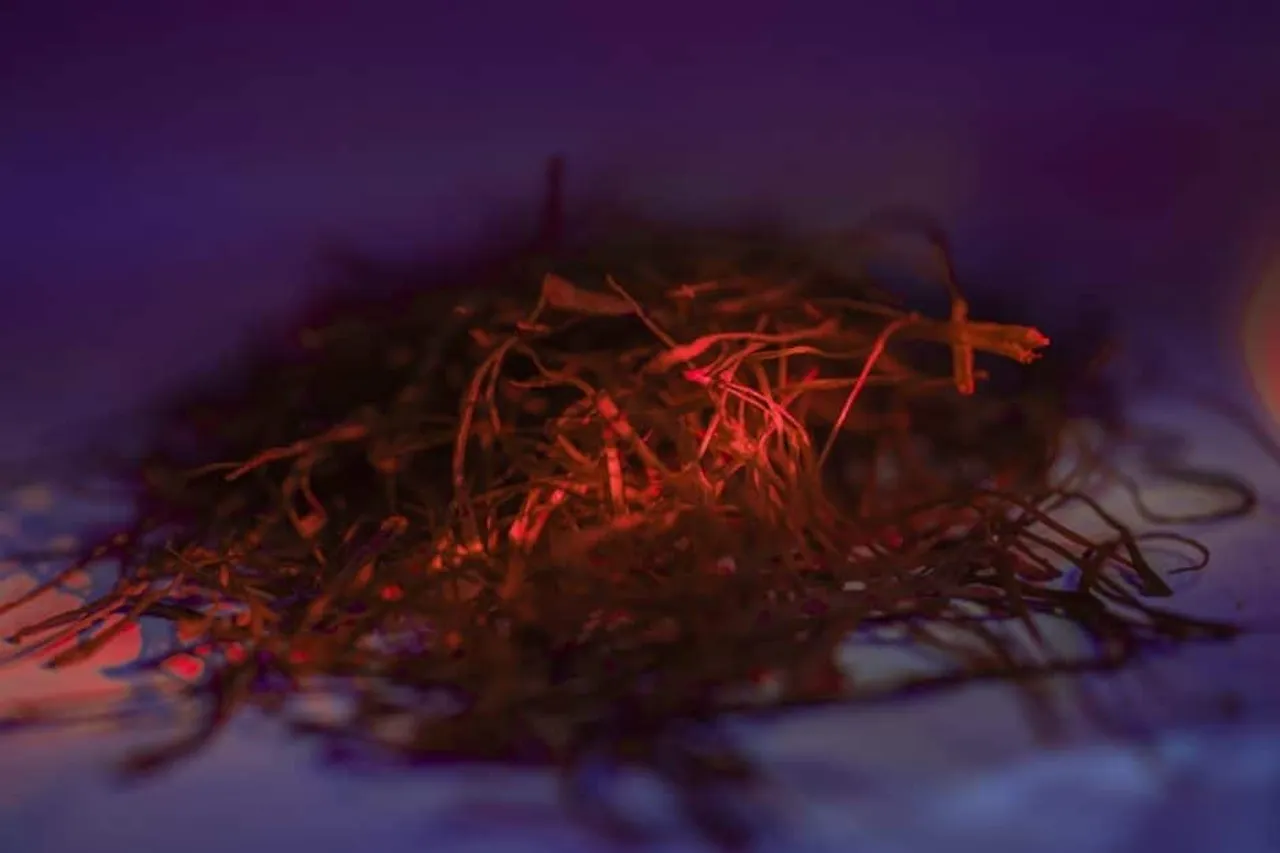 Saffron: How the world's most expensive spice is disappearing