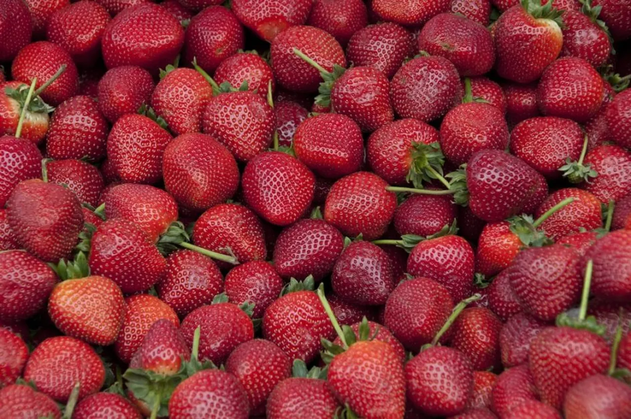 Excessive production of strawberries in Kashmir, but unable to sell