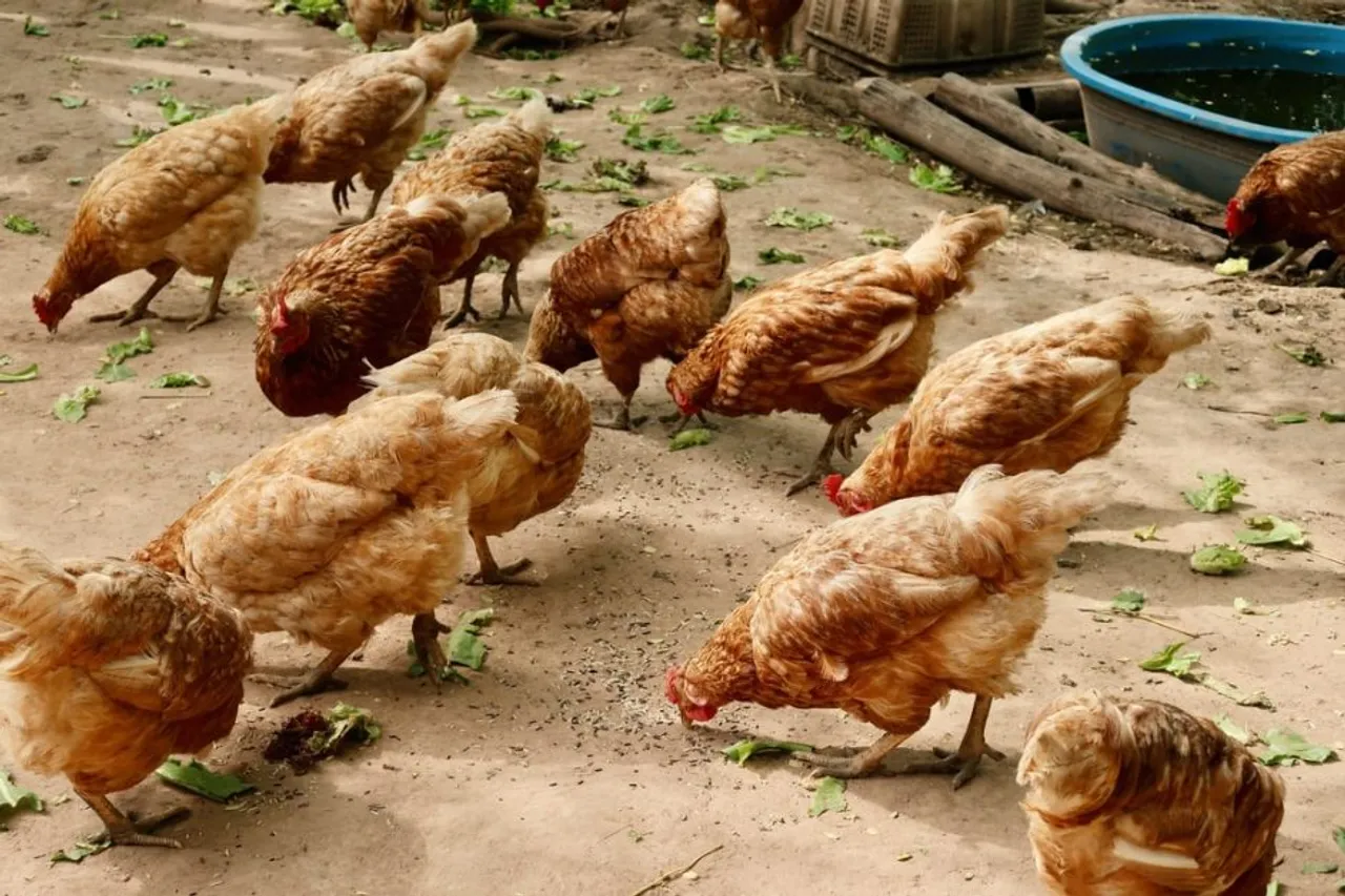 Small, medium poultry farms