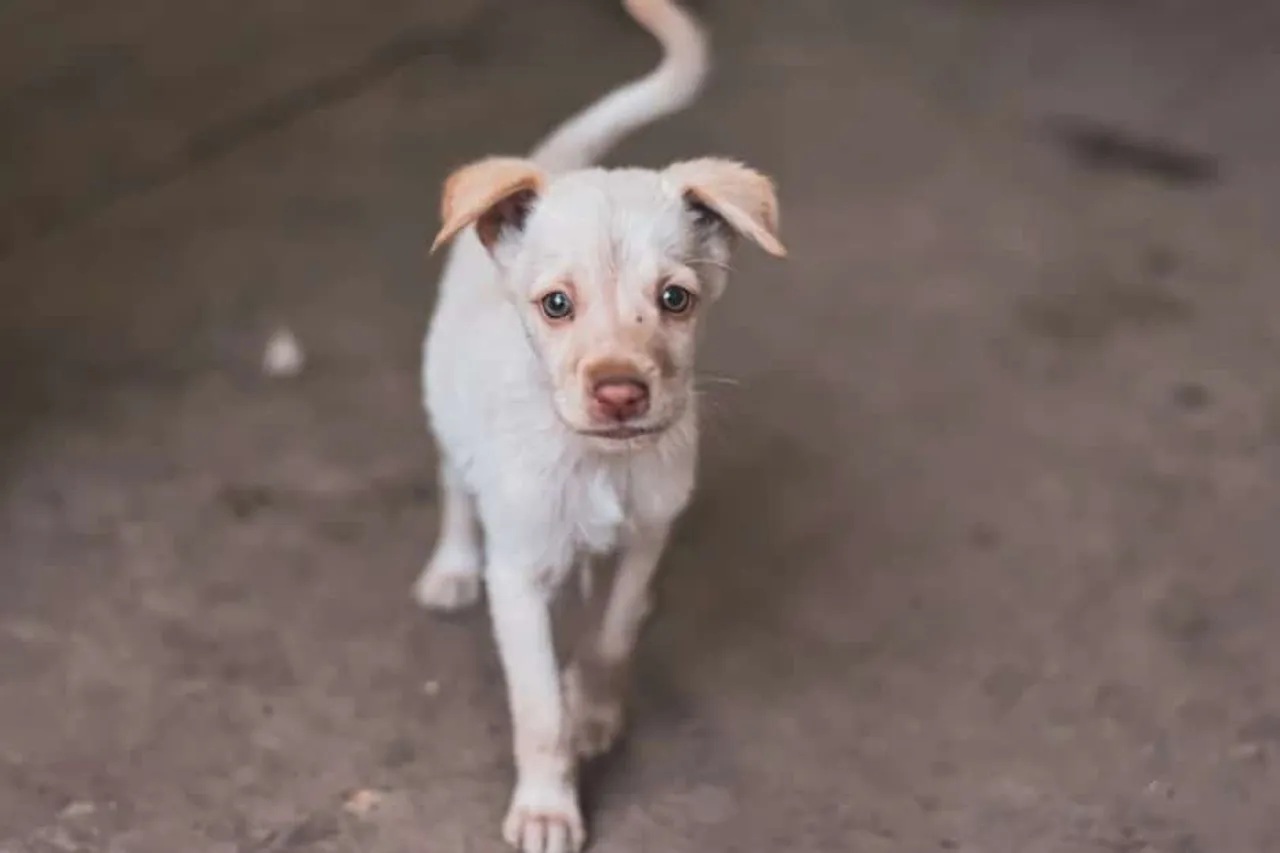 Over 100 stray dogs poisoned to death in Karnataka