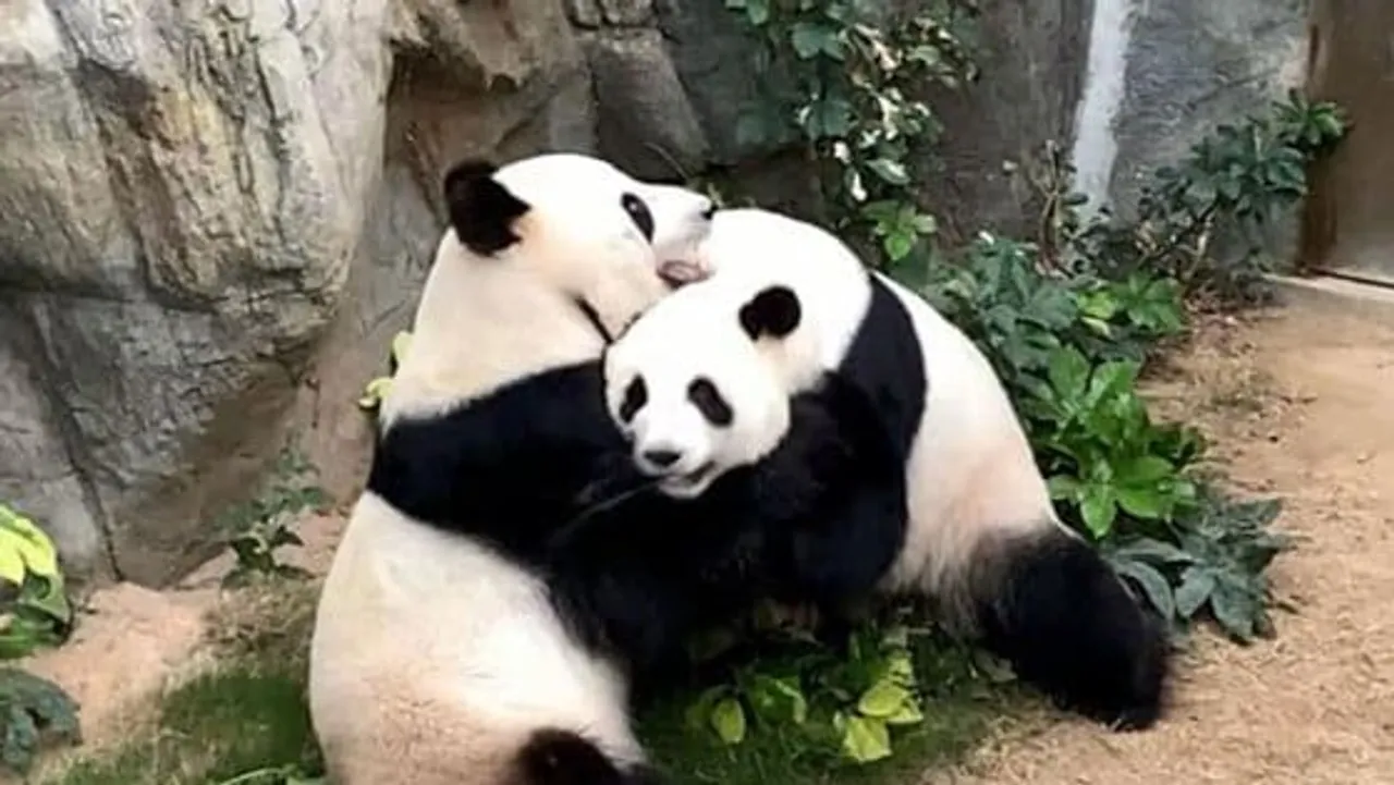 Pandas reproduce less when things get too good