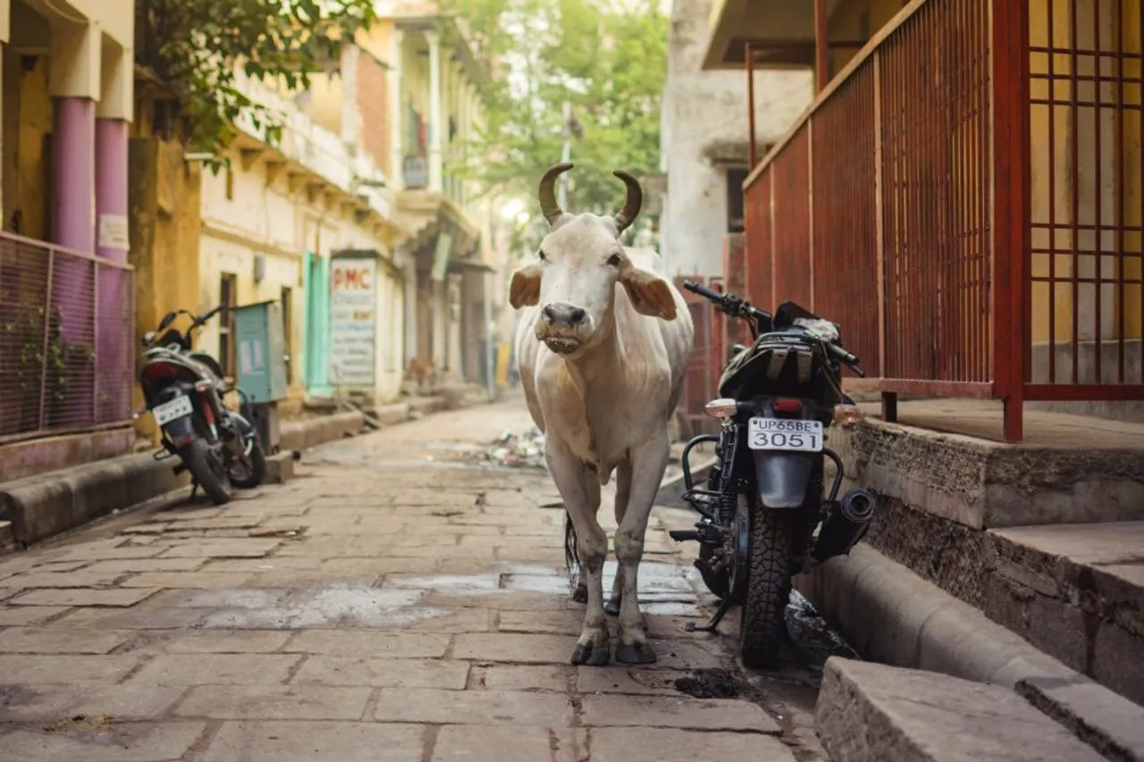 Cow exhales oxygen in India