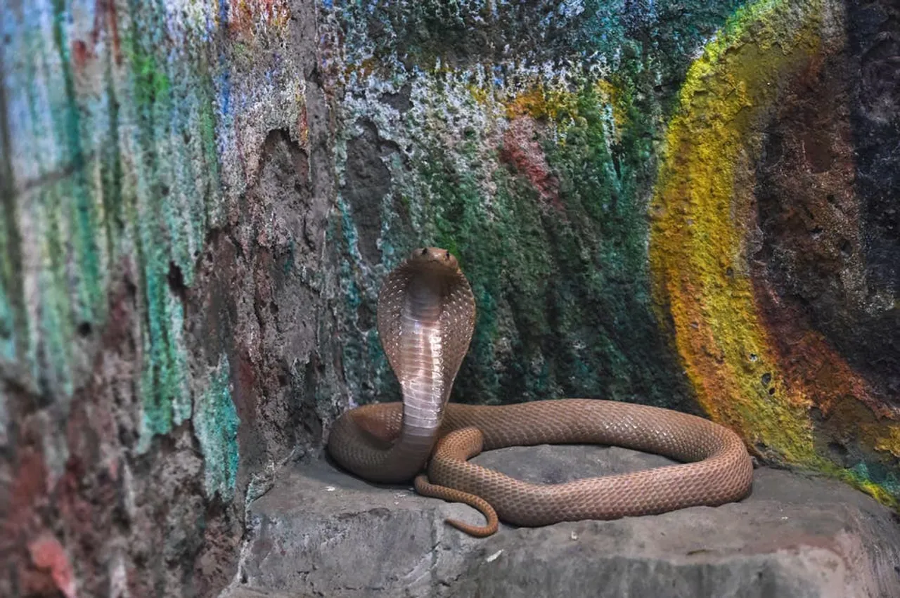 Man uses cobra