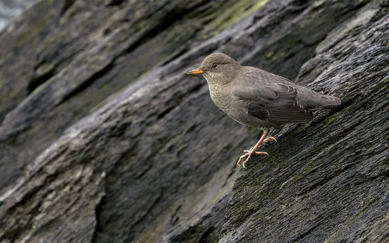 Birds migrate from east to west, possibly due to climate change