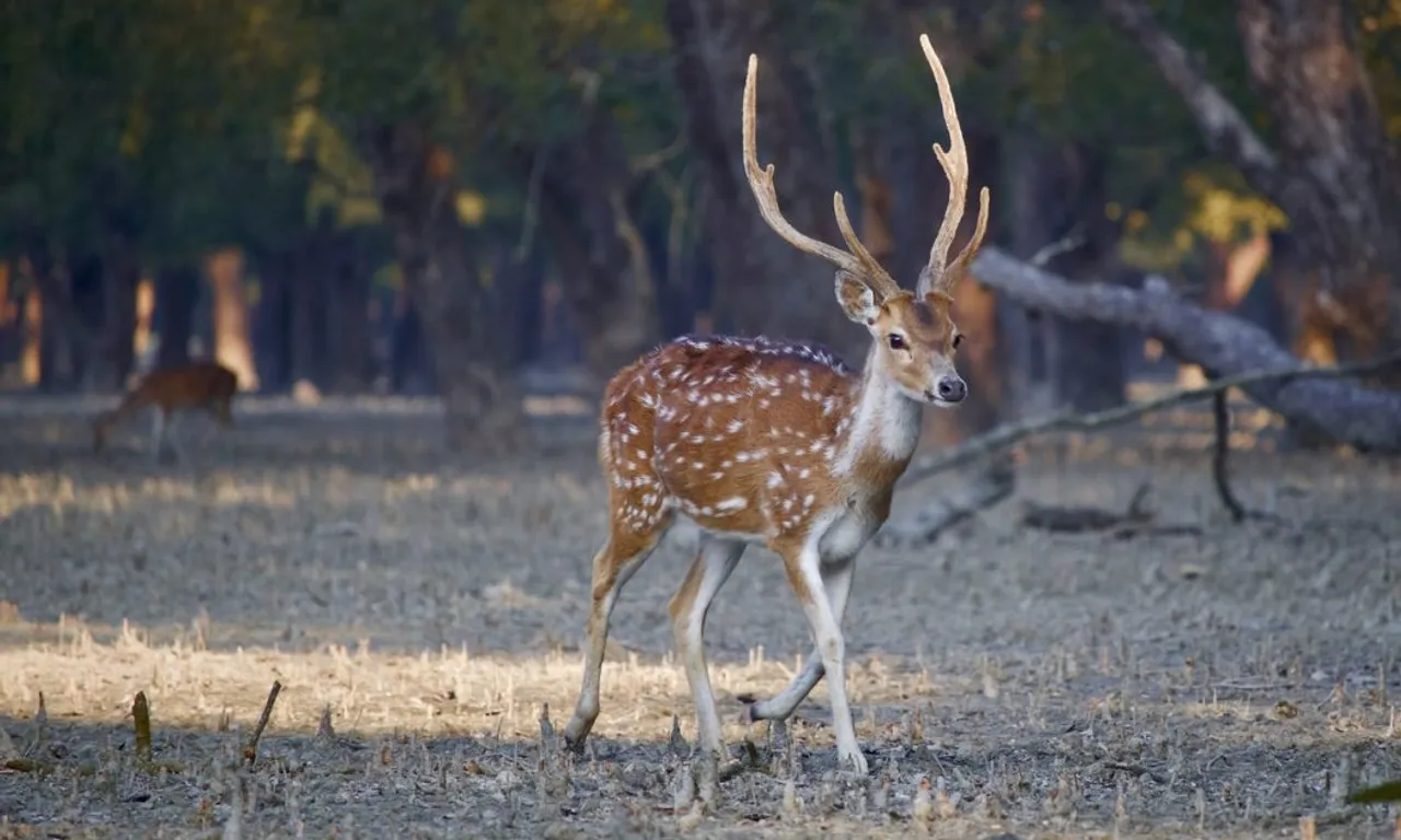 Kashmir’s state animal Hangul population increased