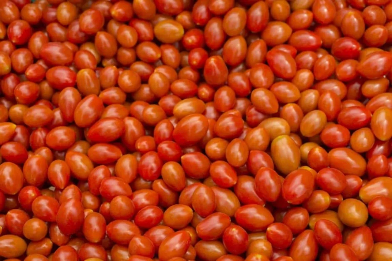 Tomato prices in India will continue to rise: Crisil Research