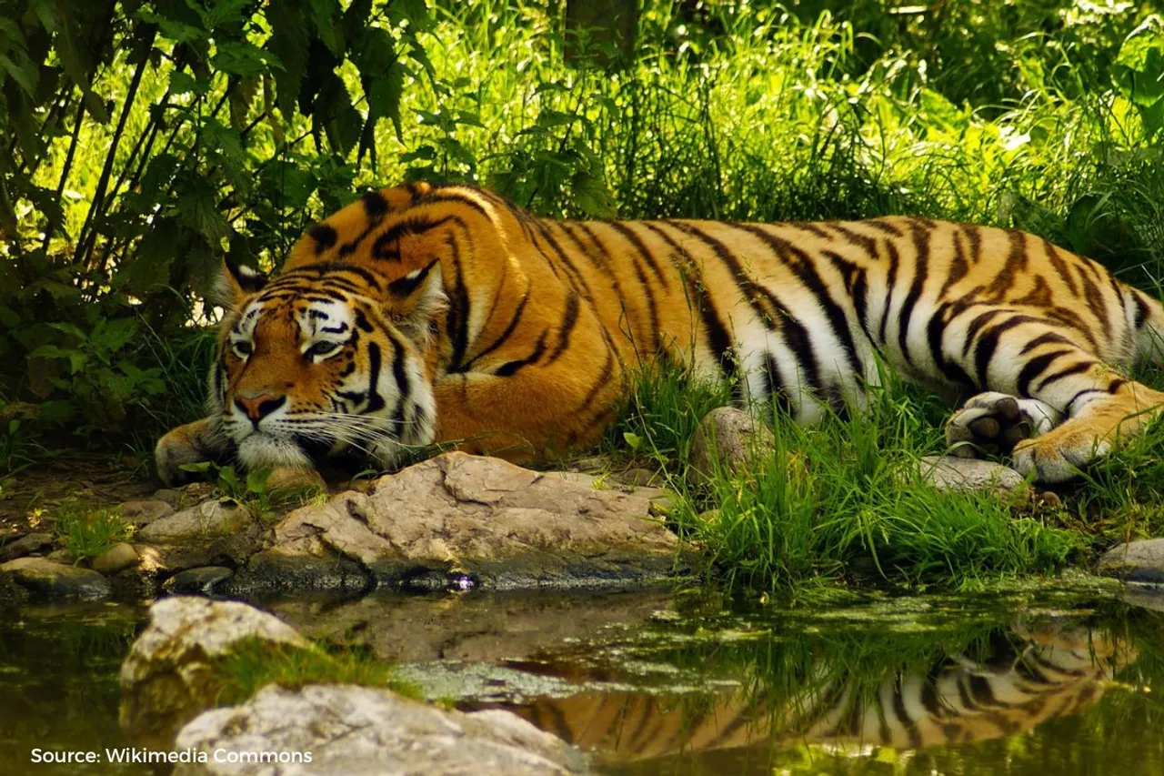 Climate change threatens one of the Bengal tiger's last refuges