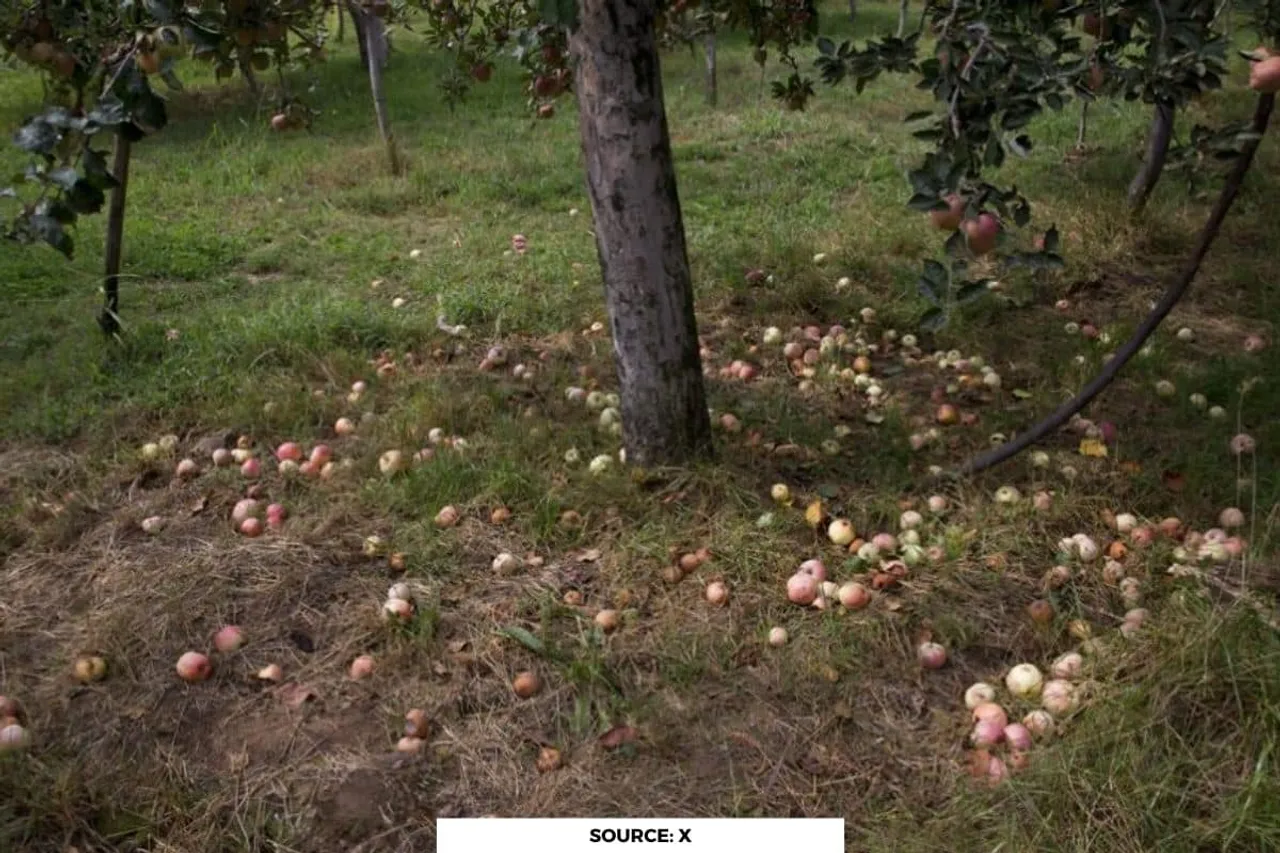 Why Homegrown Apples could disappear in Kashmir in coming years