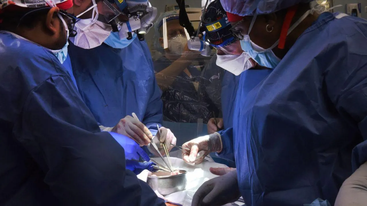 Pig Heart Successfully Transplanted to Man; what's the whole story