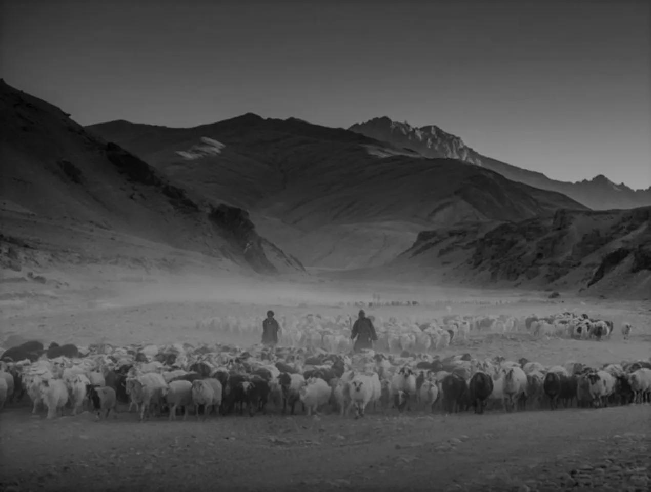 Nomadic pashmina farmers in Ladakh rethink their way of life