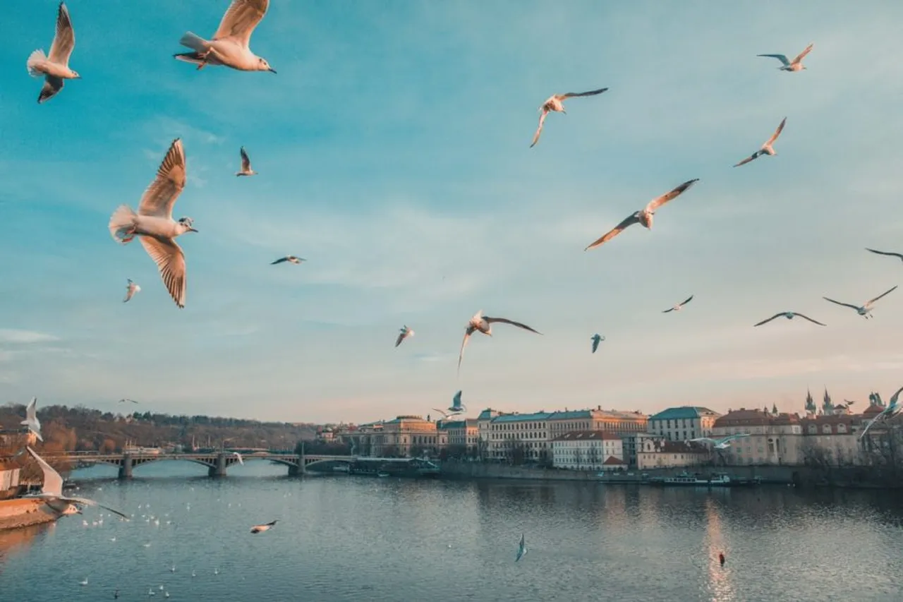 In Albania, climate change is clipping the wings of migrant birds