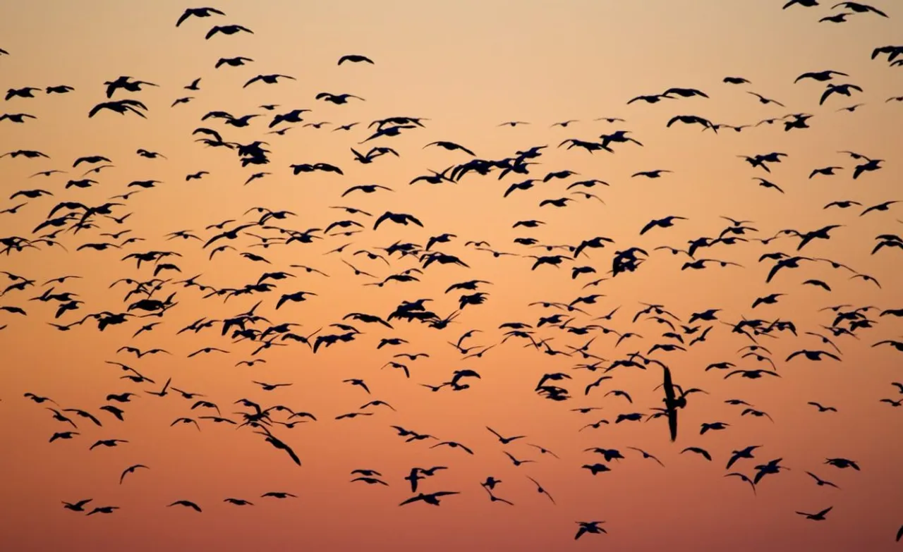 Kashmir hosts four lakh migratory birds