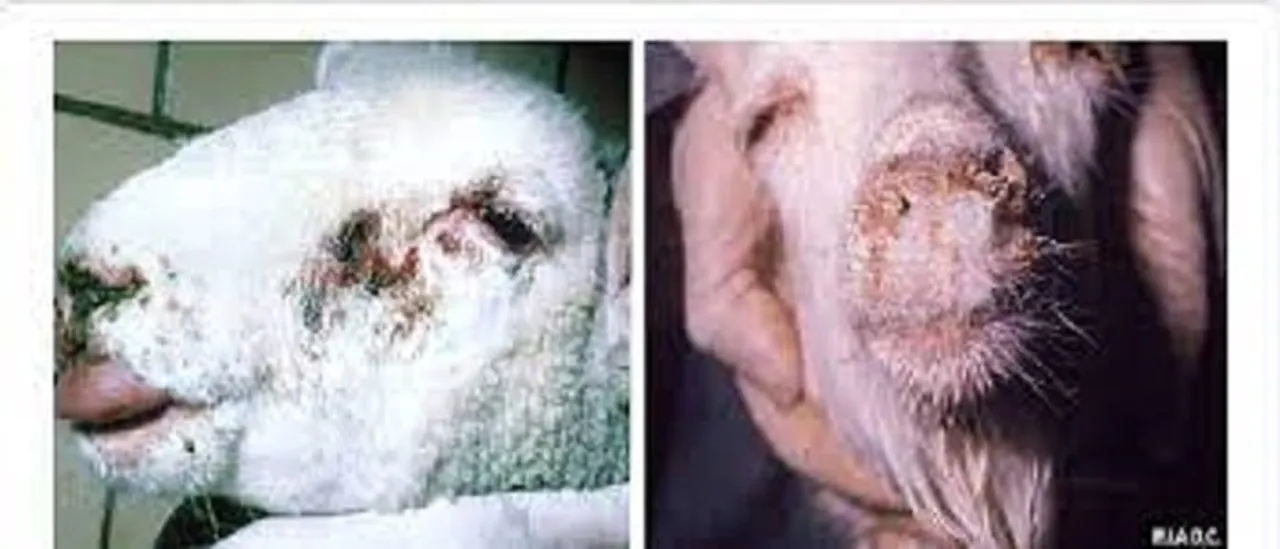 Sheeppox outbreak in Kashmir, What is Sheeppox