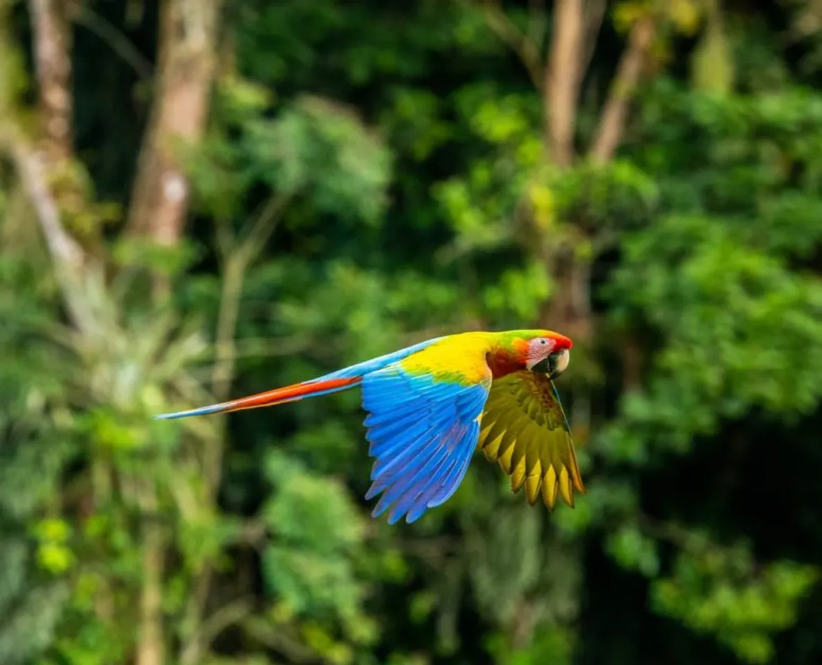 Why has New Zealand banned parrots as domestic pets?