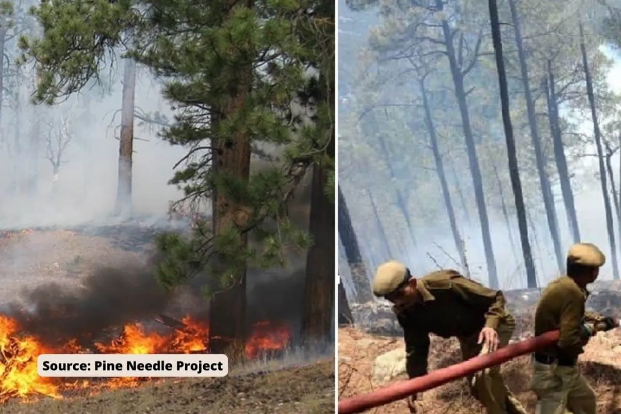 pine needle responsible for Himachal forest fires