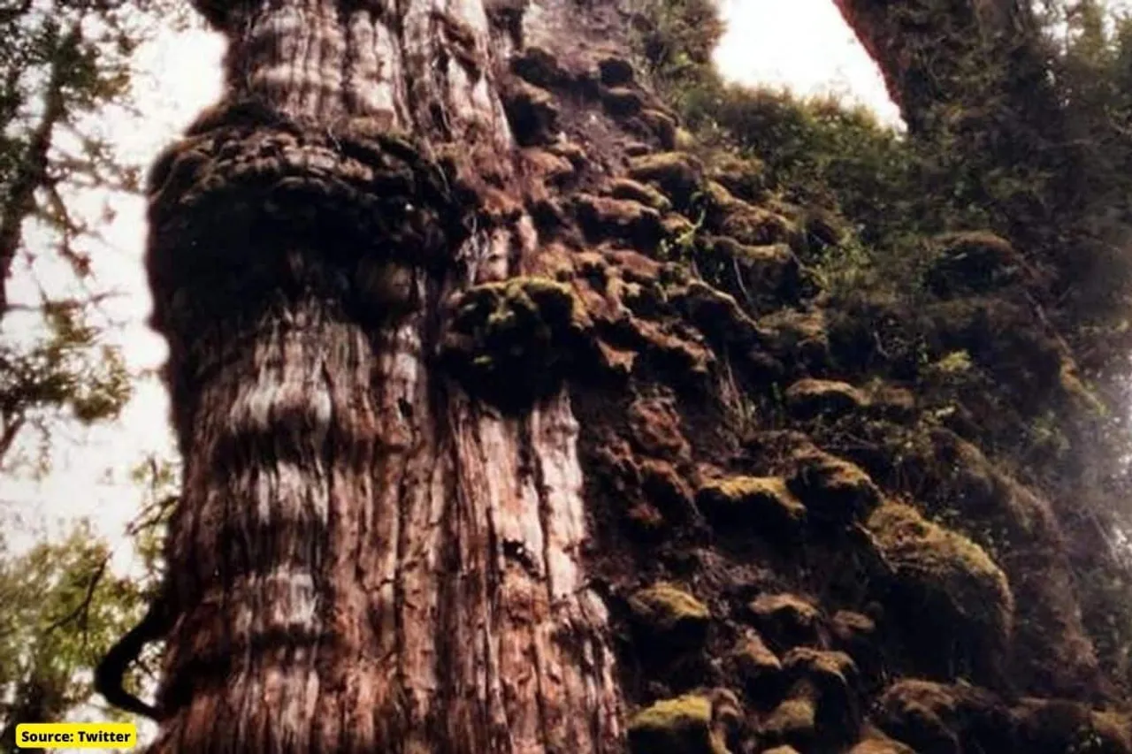 The world's oldest 5,000-year-old tree in Chile?