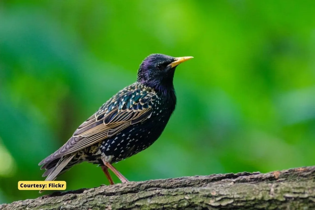 Infrastructure, and climate change linked to huge migratory bird declines