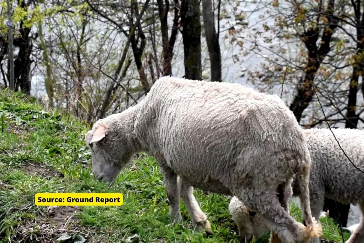 Why Sheeps are dying in Kashmir