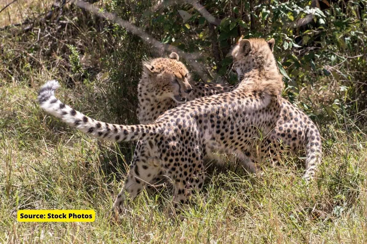 MP Govt concerned about space, asks for cheetah relocation