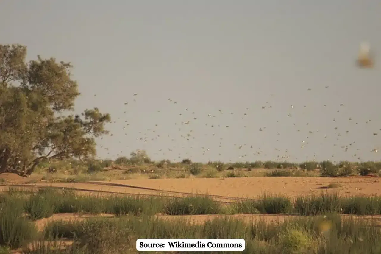 How Climate change will increase locust outbreaks in Future?