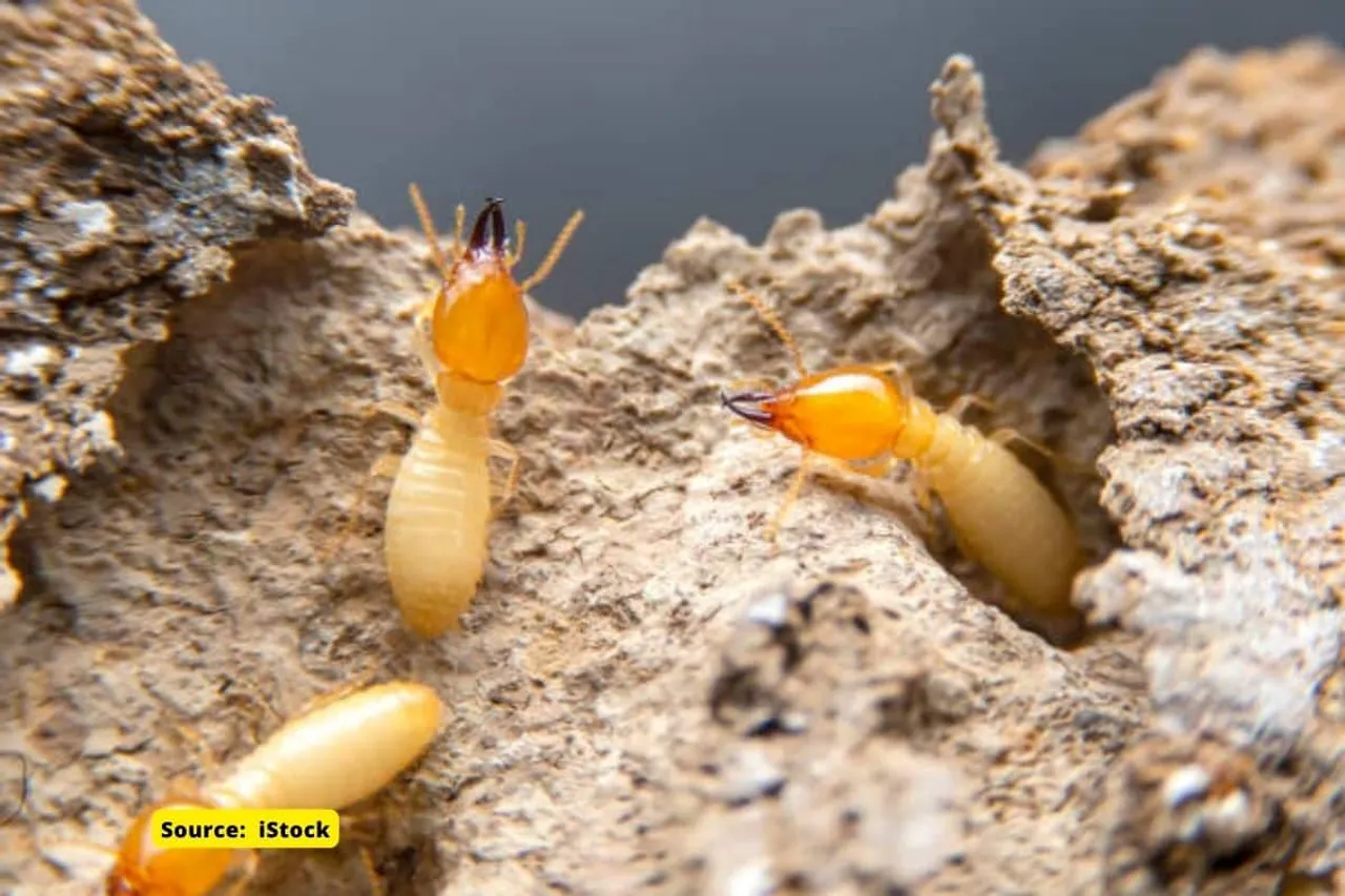 Termites may play pivotal role in climate change: Study