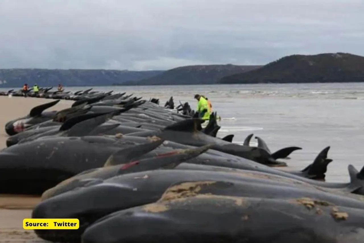 Why there is no other option than euthanise stranded whales?