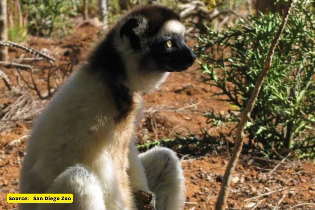 How climate change is driving monkeys, lemurs from trees to ground?