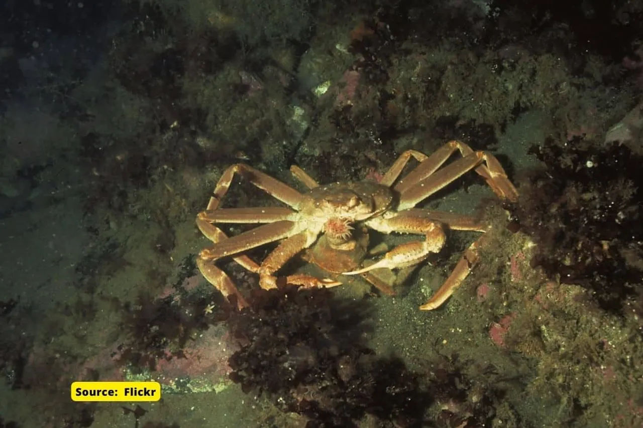 What caused snow crab to disappear from Alaskan waters?