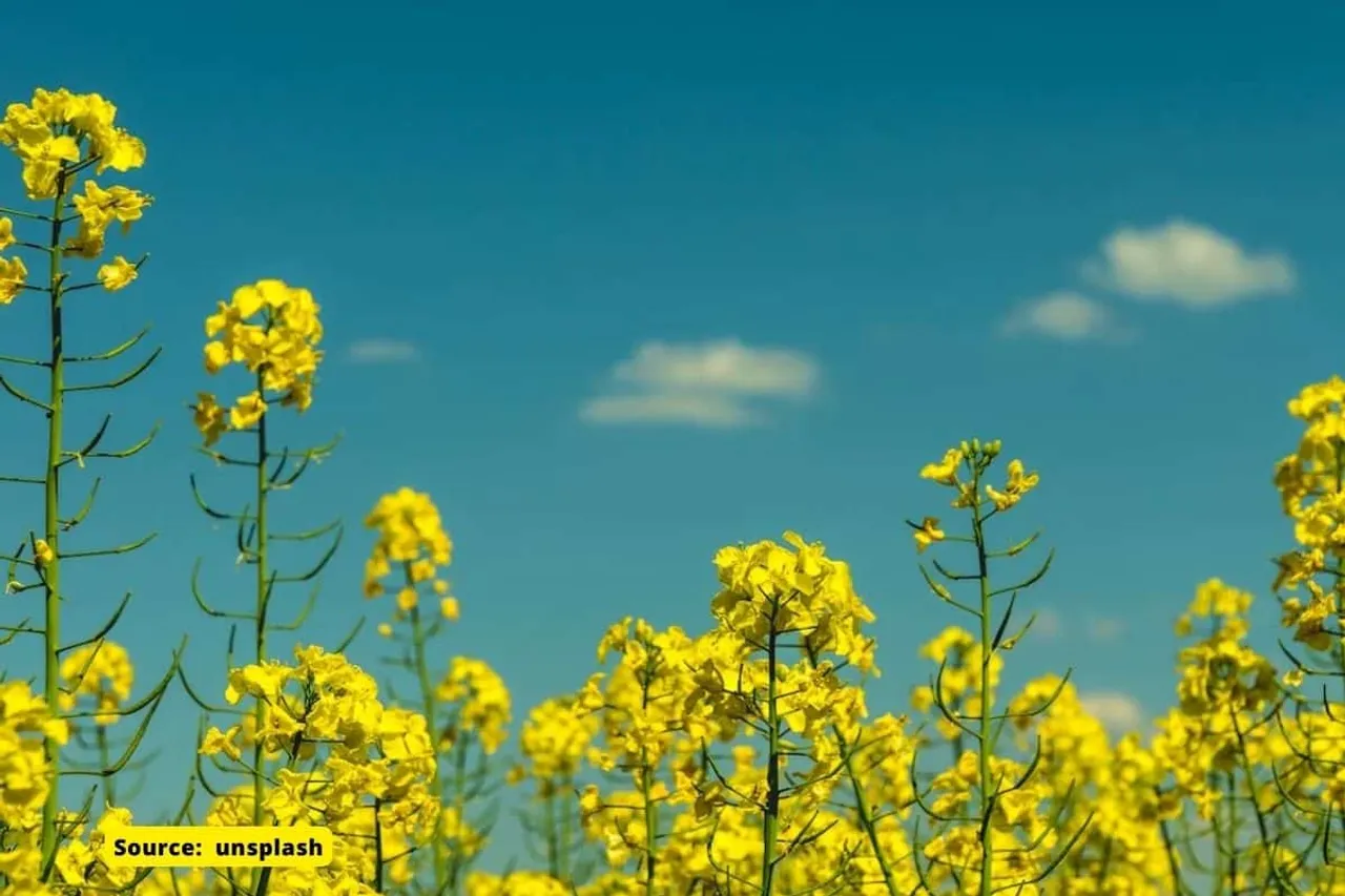 Biotech regulator approves GM mustard