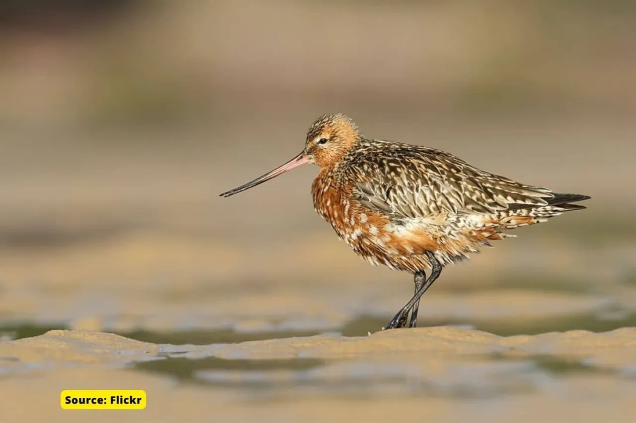 New record for non-stop flight of a bird: from Alaska to Tasmania