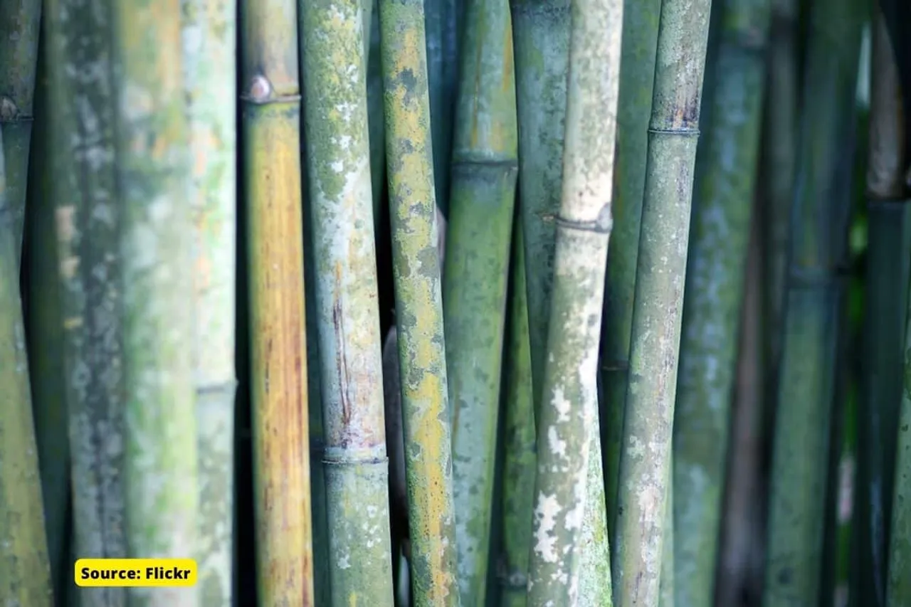 How bamboo fabric is better for environment than cotton?