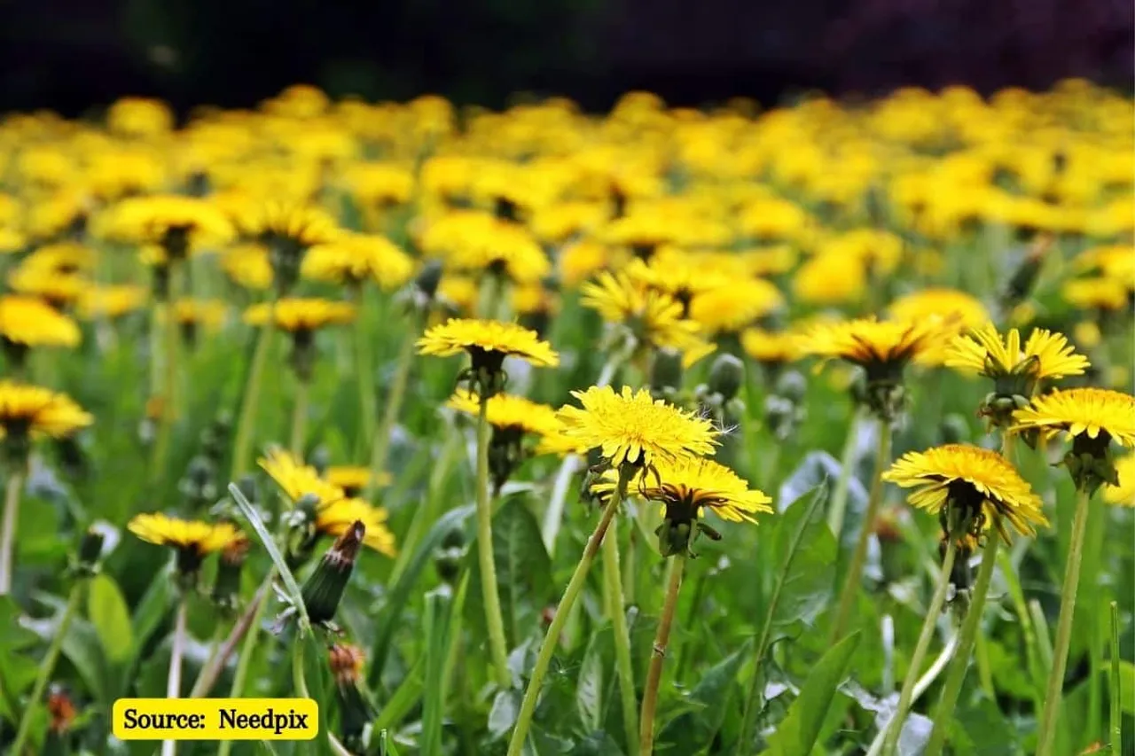 Plants teach their offspring how to adapt to climate change