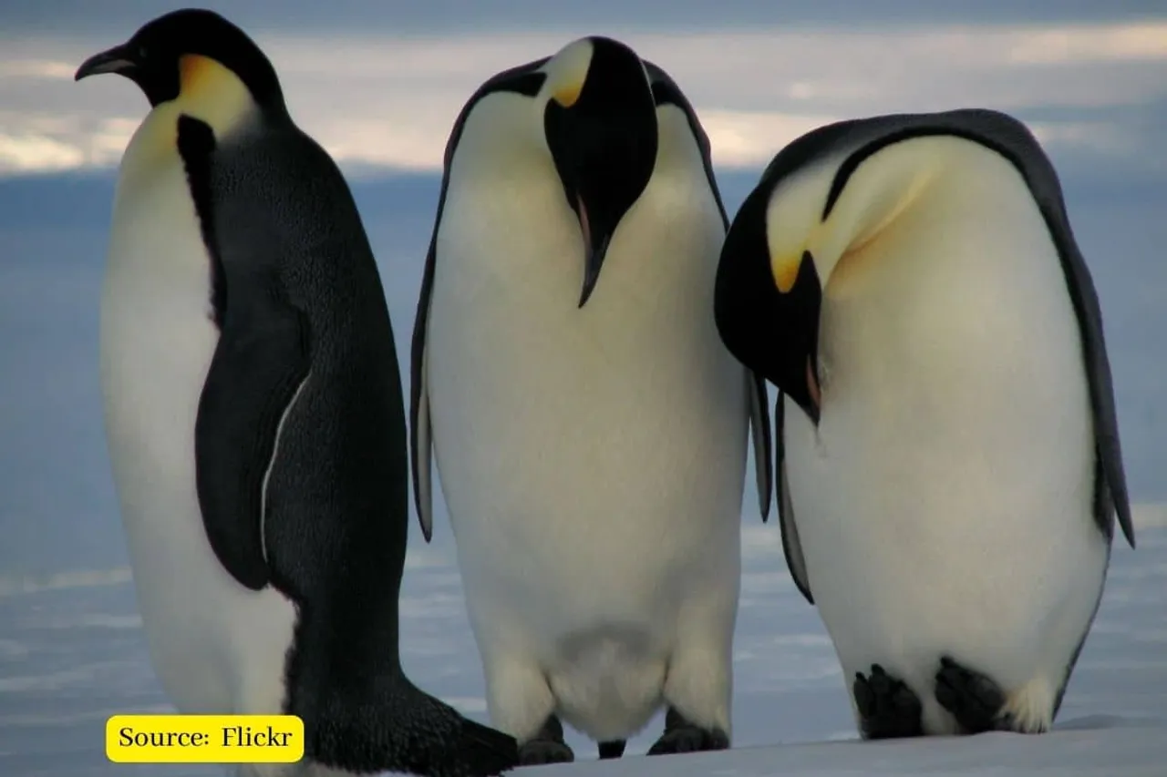 Penguins are going to extinct, melting ice impacting reproduction