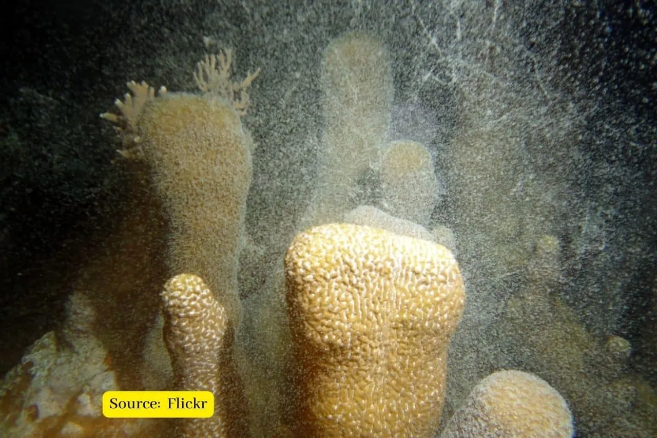 Pillar corals population declined 80% due to human interference