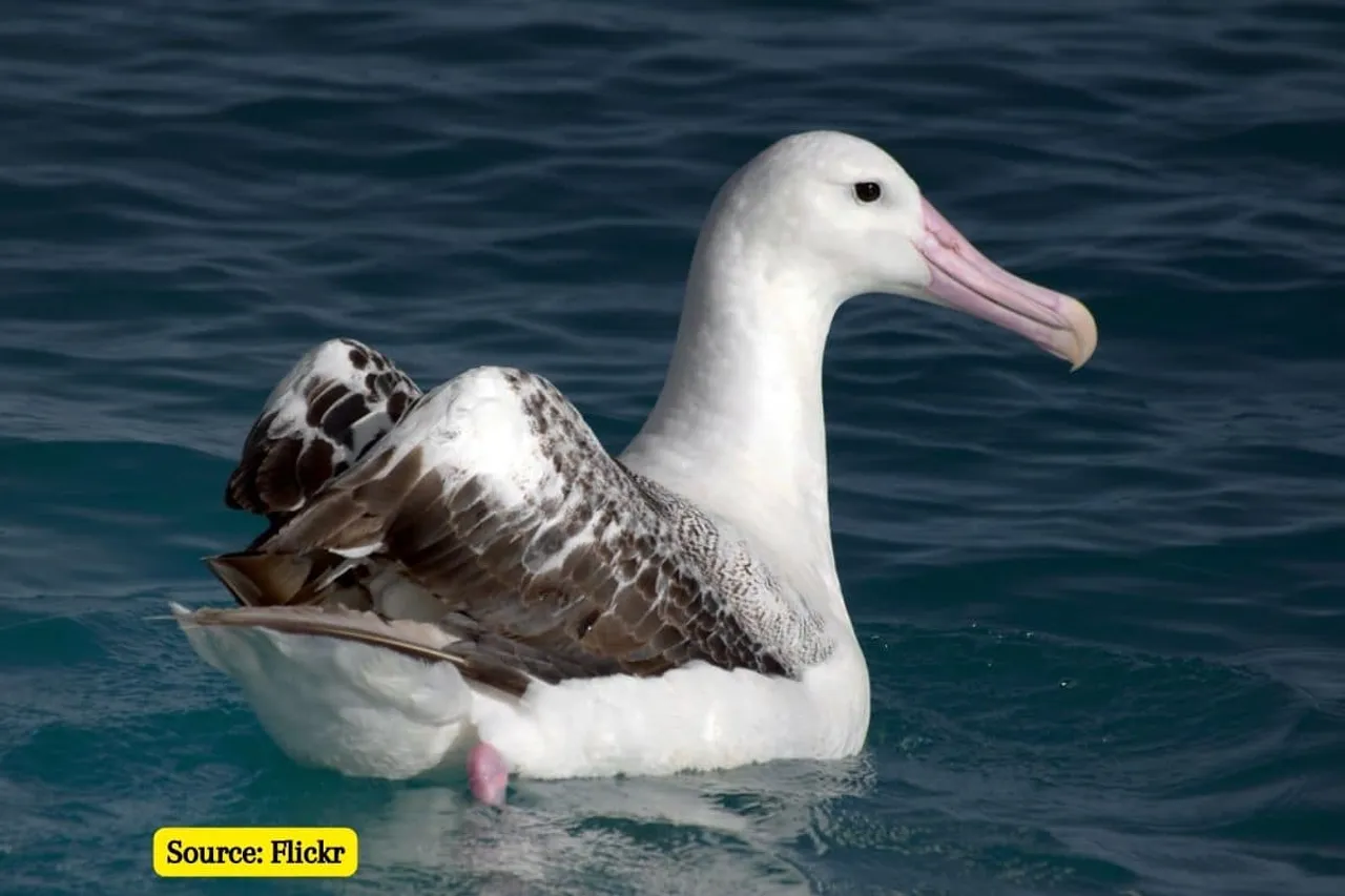 Plastic collected from nesting grounds of New Zealand albatrosses, What it means?