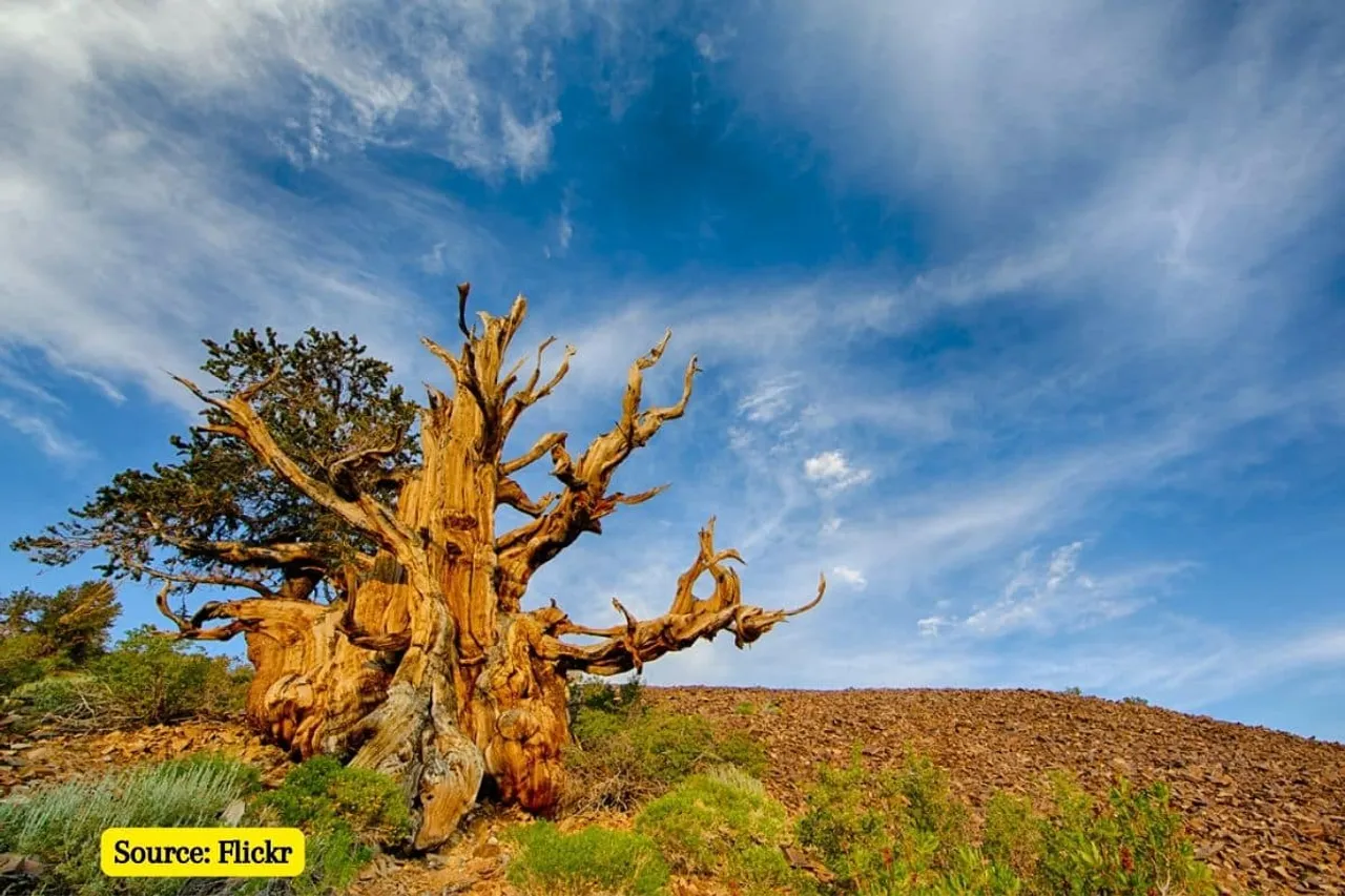 Top 10 Oldest Living Trees in the World