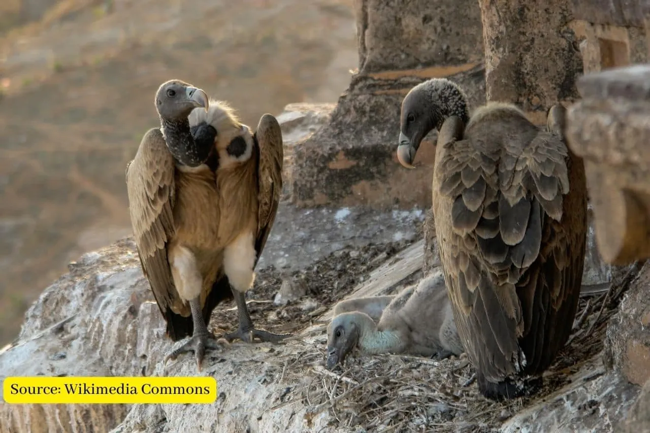Why are the vultures population declining in India?