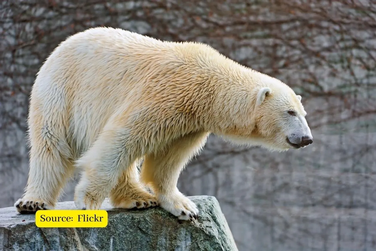 Polar Bears are dying, how climate change affects them?