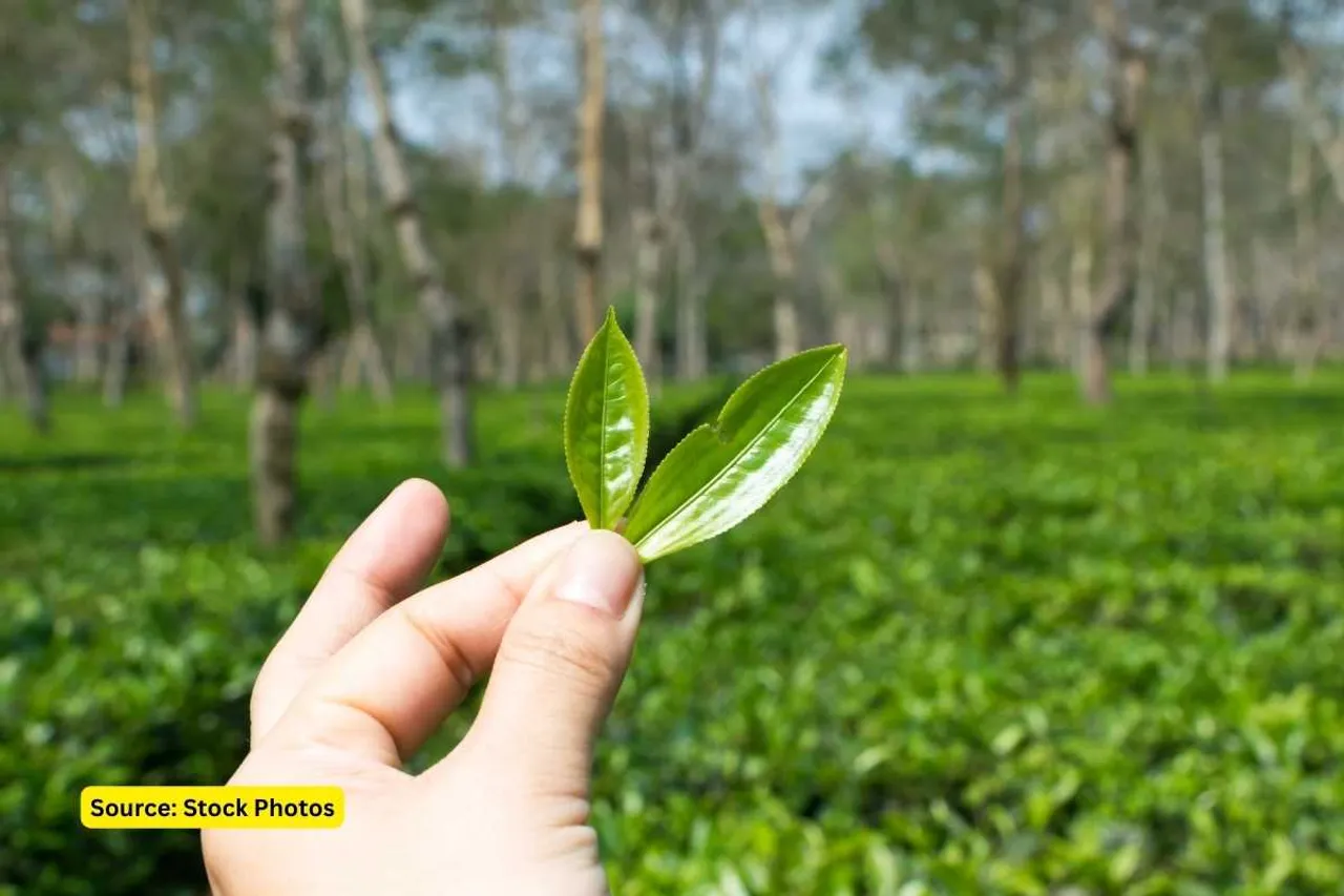 tea plantation eco logical benefits