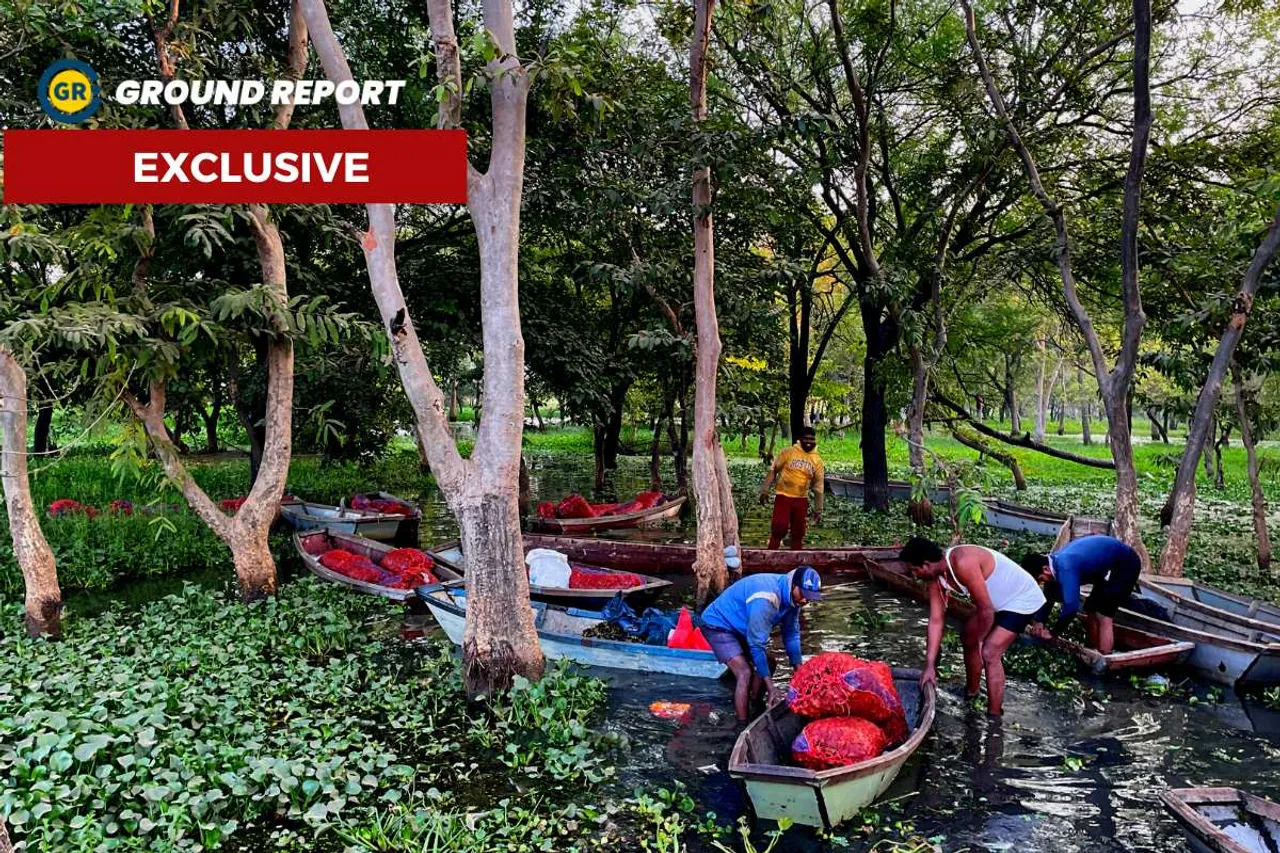 chestnut farming in Bhopal