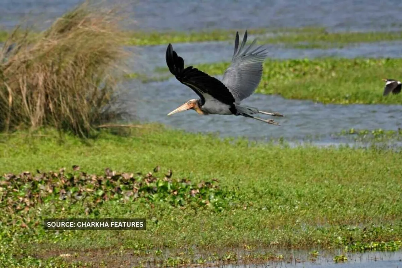 Campaign to save birds charkha features