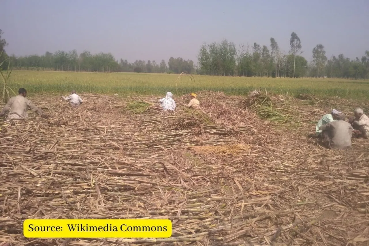 Maharashtra: Sugar mills to close early as rain hits cane supply