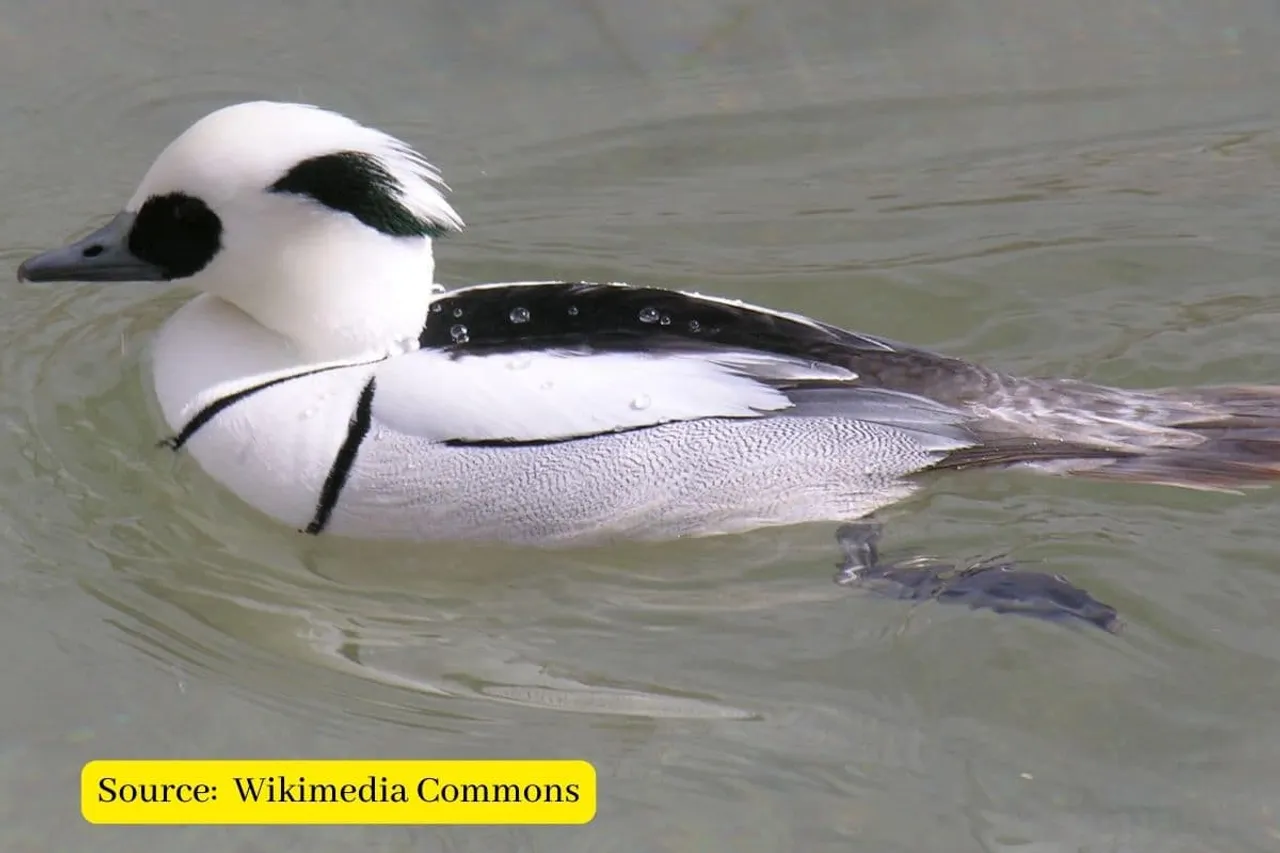 Highly endangered Diving duck ‘Mergellus Albellus’ spotted in Kashmir