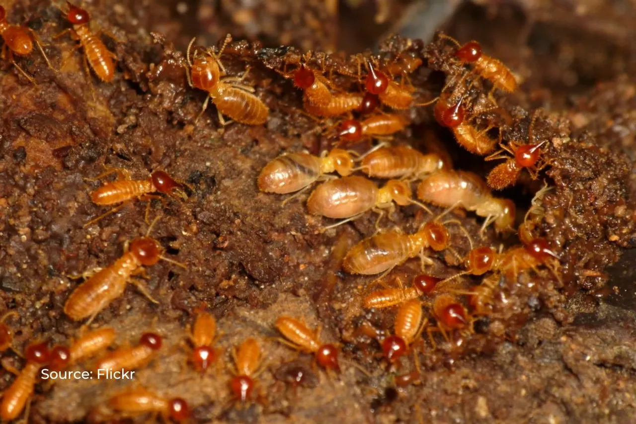 How Termites accelerate global warming?