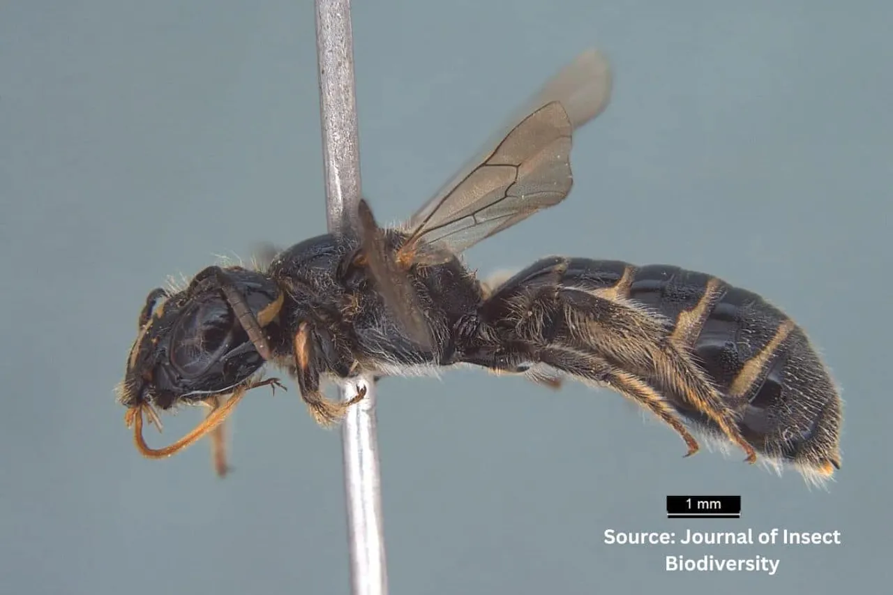 New species of honey bee found in Arunachal Pradesh