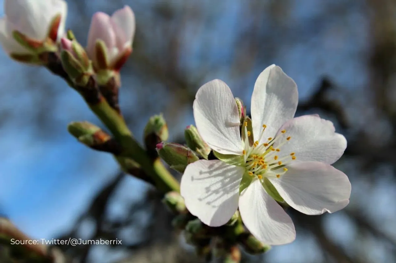 Spain's almond trees bloom a month earlier due to climate change